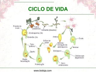 www.bioloja.com
CICLO DE VIDA
 