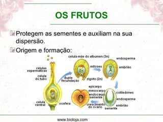 www.bioloja.com
OS FRUTOS
Protegem as sementes e auxiliam na sua
dispersão.
Origem e formação:
 