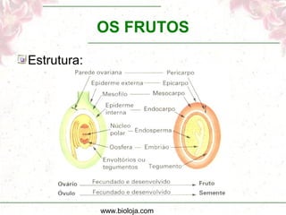 www.bioloja.com
OS FRUTOS
Estrutura:
 