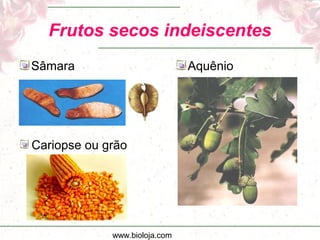 www.bioloja.com
Frutos secos indeiscentes
Sâmara Aquênio
Cariopse ou grão
 