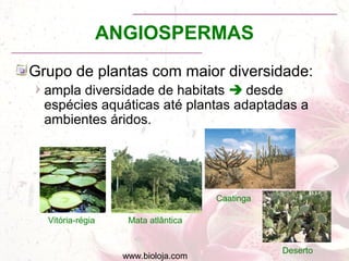 www.bioloja.com
ANGIOSPERMAS
Grupo de plantas com maior diversidade:
ampla diversidade de habitats  desde
espécies aquáticas até plantas adaptadas a
ambientes áridos.
Vitória-régia Mata atlântica
Caatinga
Deserto
 