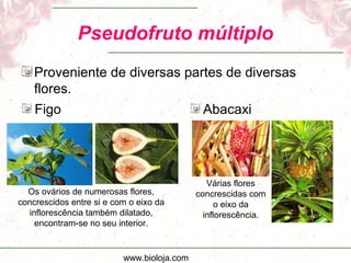 www.bioloja.com
Pseudofruto múltiplo
Proveniente de diversas partes de diversas
flores.
Figo Abacaxi
Várias flores
concrescidas com
o eixo da
inflorescência.
Os ovários de numerosas flores,
concrescidos entre si e com o eixo da
inflorescência também dilatado,
encontram-se no seu interior.
 