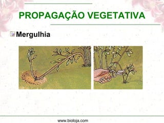 www.bioloja.com
PROPAGAÇÃO VEGETATIVA
Mergulhia
 