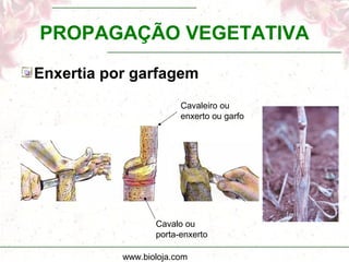 www.bioloja.com
PROPAGAÇÃO VEGETATIVA
Enxertia por garfagem
Cavalo ou
porta-enxerto
Cavaleiro ou
enxerto ou garfo
 