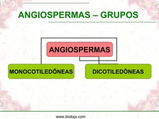 www.bioloja.com
ANGIOSPERMAS – GRUPOS
ANGIOSPERMAS
MONOCOTILEDÔNEAS DICOTILEDÔNEAS
 