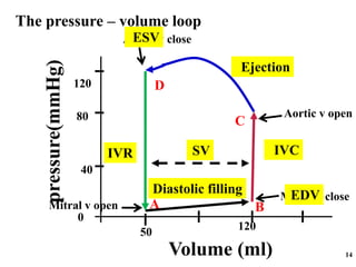 14
pressure(mmHg)
Volume (ml)
120
80
0
50
120
40
Diastolic filling
IVC
Ejection
IVR SV
Mitral v open
Aortic v open
Aortic v close
Mitral v close
The pressure – volume loop
EDV
ESV
A B
C
D
 