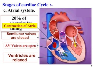 20% of
ventricular
filling
Stages of cardiac Cycle :-
5
Ventricles are
relaxed
AV Valves are open
Contraction of Atria
Semilunar valves
are closed
c. Atrial systole.
 