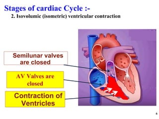 Stages of cardiac Cycle :-
6
Contraction of
Ventricles
AV Valves are
closed
Semilunar valves
are closed
2. Isovolumic (isometric) ventricular contraction
 