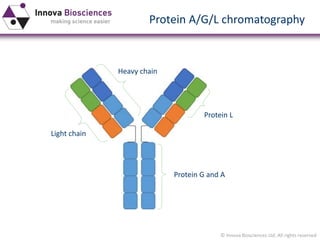 © Innova Biosciences Ltd. All rights reserved 
Heavy chain 
Light chain 
Protein G and A 
Protein L 
Protein A/G/L chromatography  