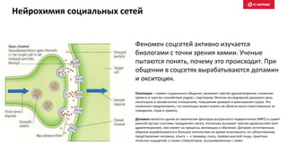 Нейрохимия социальных сетей
Феномен соцсетей активно изучается
биологами с точки зрения химии. Ученые
пытаются понять, почему это происходит. При
общении в соцсетях вырабатываются допамин
и окситоцин.
Окситоцин – гормон социального общения; вызывает чувство удовлетворения, снижения
тревоги и чувство спокойствия рядом с партнером. Многие исследования доказали связь
окситоцина в человеческих отношениях, повышении доверия и уменьшения страха. Это
позволило предположить, что окситоцин может влиять на области мозга ответственные за
поведение, страх и тревогу.
Допамин является одним из химических факторов внутреннего подкрепления (ФВП) и служит
важной частью «системы поощрения» мозга, поскольку вызывает чувство удовольствия (или
удовлетворения), чем влияет на процессы мотивации и обучения. Допамин естественным
образом вырабатывается в больших количествах во время позитивного, по субъективному
представлению человека, опыта — к примеру, секса, приёма вкусной пищи, приятных
телесных ощущений, а также стимуляторов, ассоциированных с ними.
 