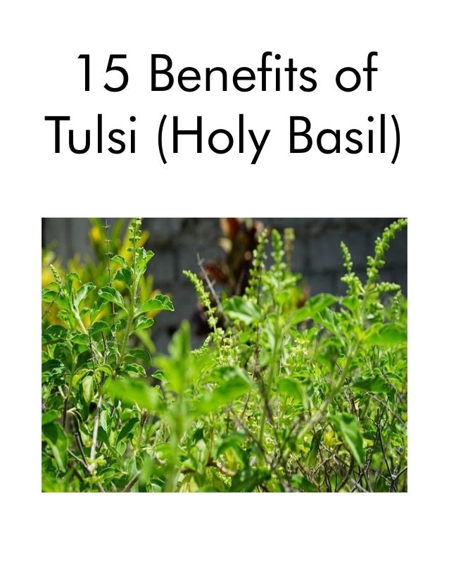 15 Benefits of
Tulsi (Holy Basil)
 