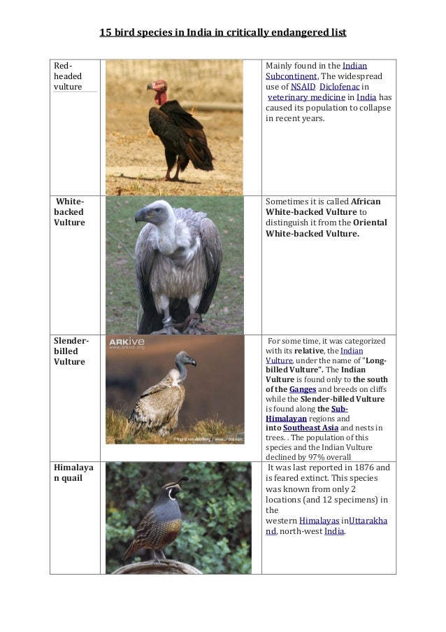 15 bird species in india in critically endangered list