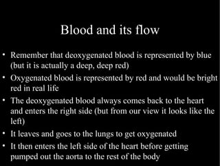 Blood and its flow Remember that deoxygenated blood is represented by blue (but it is actually a deep, deep red) Oxygenated blood is represented by red and would be bright red in real life The deoxygenated blood always comes back to the heart and enters the right side (but from our view it looks like the left) It leaves and goes to the lungs to get oxygenated It then enters the left side of the heart before getting pumped out the aorta to the rest of the body 