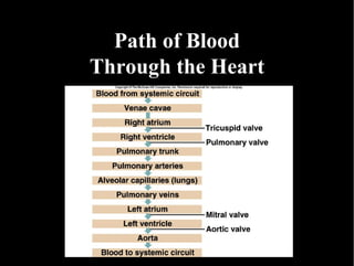 Path of Blood Through the Heart 