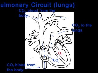Pulmonary Circuit (lungs) CO 2  blood from the body CO 2  blood from the body CO 2  to the lungs Superior vena cava O 2 CO 2 
