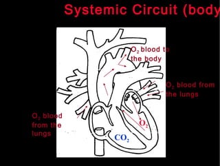 Systemic Circuit (body)   O 2  blood from the lungs O 2  blood from the lungs O 2  blood to the body CO 2 O 2 