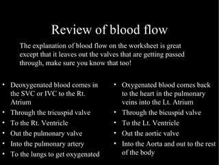 Review of blood flow Deoxygenated blood comes in the SVC or IVC to the Rt. Atrium Through the tricuspid valve To the Rt. Ventricle Out the pulmonary valve Into the pulmonary artery To the lungs to get oxygenated Oxygenated blood comes back to the heart in the pulmonary veins into the Lt. Atrium Through the bicuspid valve To the Lt. Ventricle Out the aortic valve Into the Aorta and out to the rest of the body The explanation of blood flow on the worksheet is great except that it leaves out the valves that are getting passed through, make sure you know that too! 