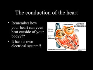 The conduction of the heart Remember how your heart can even beat outside of your body??? It has its own electrical system!! 