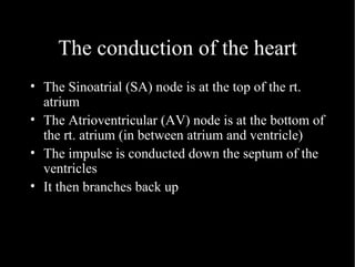 The conduction of the heart The Sinoatrial (SA) node is at the top of the rt. atrium The Atrioventricular (AV) node is at the bottom of the rt. atrium (in between atrium and ventricle) The impulse is conducted down the septum of the ventricles It then branches back up 