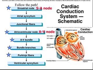 S-A node A-V node Follow the path! 