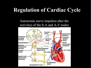 Regulation of Cardiac Cycle Autonomic nerve impulses alter the activities of the S-A and A-V nodes 