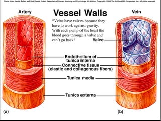 *Veins have valves because they have to work against gravity. With each pump of the heart the blood goes through a valve and can’t go back! 