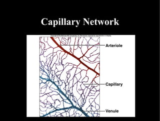 Capillary Network 