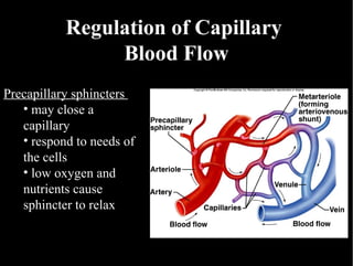 Regulation of Capillary  Blood Flow Precapillary sphincters  may close a capillary respond to needs of the cells low oxygen and nutrients cause sphincter to relax 