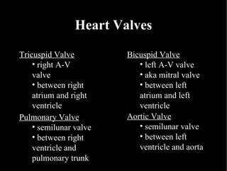 Heart Valves Tricuspid Valve right A-V valve between right atrium and right ventricle Bicuspid Valve left A-V valve aka mitral valve between left atrium and left ventricle Pulmonary Valve semilunar valve between right ventricle and pulmonary trunk Aortic Valve semilunar valve between left ventricle and aorta 