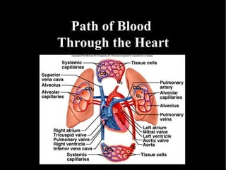 Path of Blood  Through the Heart 