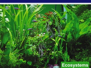 AP Biology Ecosystems
 