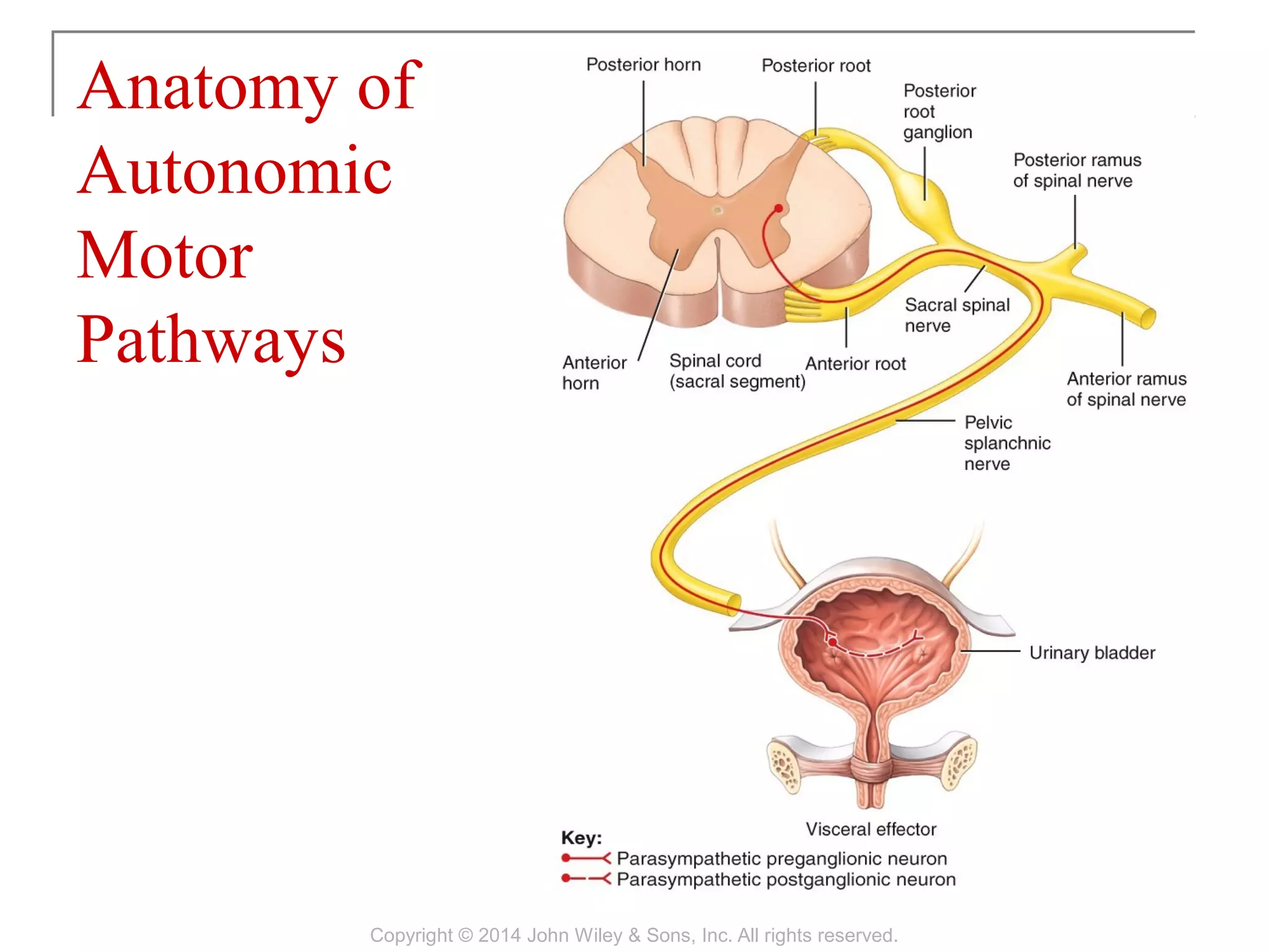 15 [chapter 15 the autonomic nervous system] | PPT
