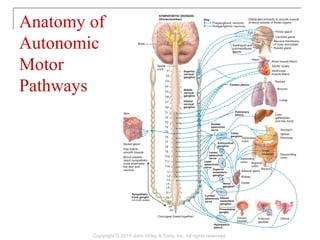 Anatomy of
Autonomic
Motor
Pathways
Copyright © 2014 John Wiley & Sons, Inc. All rights reserved.
 