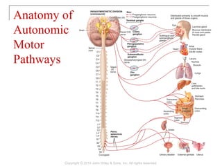 principles of anatomy and physiology tortora chapter 15 principles of anatomy and physiology tortora chapter 15