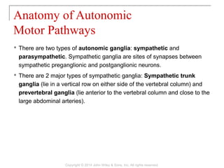  There are two types of autonomic ganglia: sympathetic and
parasympathetic. Sympathetic ganglia are sites of synapses between
sympathetic preganglionic and postganglionic neurons.
 There are 2 major types of sympathetic ganglia: Sympathetic trunk
ganglia (lie in a vertical row on either side of the vertebral column) and
prevertebral ganglia (lie anterior to the vertebral column and close to the
large abdominal arteries).
Anatomy of Autonomic
Motor Pathways
Copyright © 2014 John Wiley & Sons, Inc. All rights reserved.
 