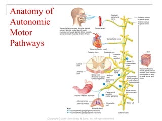 Anatomy of
Autonomic
Motor
Pathways
Copyright © 2014 John Wiley & Sons, Inc. All rights reserved.
 