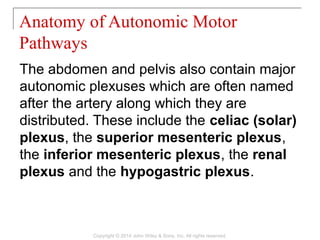 The abdomen and pelvis also contain major
autonomic plexuses which are often named
after the artery along which they are
distributed. These include the celiac (solar)
plexus, the superior mesenteric plexus,
the inferior mesenteric plexus, the renal
plexus and the hypogastric plexus.
Anatomy of Autonomic Motor
Pathways
Copyright © 2014 John Wiley & Sons, Inc. All rights reserved.
 