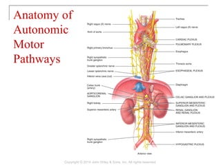 Anatomy of
Autonomic
Motor
Pathways
Copyright © 2014 John Wiley & Sons, Inc. All rights reserved.
 