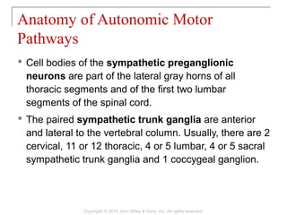 Cell bodies of the sympathetic preganglionic
neurons are part of the lateral gray horns of all
thoracic segments and of the first two lumbar
segments of the spinal cord.
 The paired sympathetic trunk ganglia are anterior
and lateral to the vertebral column. Usually, there are 2
cervical, 11 or 12 thoracic, 4 or 5 lumbar, 4 or 5 sacral
sympathetic trunk ganglia and 1 coccygeal ganglion.
Anatomy of Autonomic Motor
Pathways
Copyright © 2014 John Wiley & Sons, Inc. All rights reserved.
 