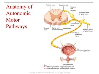 Anatomy of
Autonomic
Motor
Pathways
Copyright © 2014 John Wiley & Sons, Inc. All rights reserved.
 