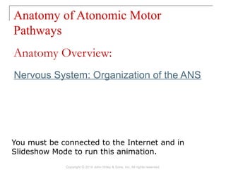 Nervous System: Organization of the ANS
Anatomy of Atonomic Motor
Pathways
Copyright © 2014 John Wiley & Sons, Inc. All rights reserved.
Anatomy Overview:
You must be connected to the Internet and in
Slideshow Mode to run this animation.
 