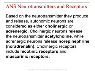 Based on the neurotransmitter they produce
and release, autonomic neurons are
considered as either cholinergic or
adrenergic. Cholinergic neurons release
the neurotransmitter acetylcholine, while
adrenergic neurons release norepinephrine
(noradrenalin). Cholinergic receptors
include nicotinic receptors and
muscarinic receptors.
ANS Neurotransmitters and Receptors
Copyright © 2014 John Wiley & Sons, Inc. All rights reserved.
 