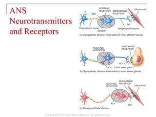 ANS
Neurotransmitters
and Receptors
Copyright © 2014 John Wiley & Sons, Inc. All rights reserved.
 