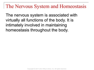The nervous system is associated with
virtually all functions of the body. It is
intimately involved in maintaining
homeostasis throughout the body.
The Nervous System and Homeostasis
Copyright © 2014 John Wiley & Sons, Inc. All rights reserved.
 