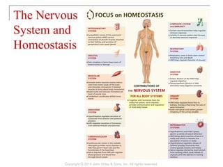 The Nervous
System and
Homeostasis
Copyright © 2014 John Wiley & Sons, Inc. All rights reserved.
 