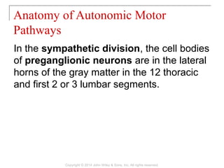 In the sympathetic division, the cell bodies
of preganglionic neurons are in the lateral
horns of the gray matter in the 12 thoracic
and first 2 or 3 lumbar segments.
Anatomy of Autonomic Motor
Pathways
Copyright © 2014 John Wiley & Sons, Inc. All rights reserved.
 