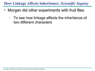 How Linkage Affects Inheritance: Scientific Inquiry

• Morgan did other experiments with fruit flies
– To see how linkage affects the inheritance of
two different characters

Copyright © 2005 Pearson Education, Inc. publishing as Benjamin Cummings

 