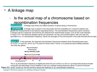 • A linkage map
– Is the actual map of a chromosome based on
recombination frequencies
APPLICATION

A linkage map shows the relative locations of genes along a chromosome.

TECHNIQUE
A linkage map is based on the assumption that the probability of a crossover between two
genetic loci is proportional to the distance separating the loci. The recombination frequencies used to construct
a linkage map for a particular chromosome are obtained from experimental crosses, such as the cross depicted
in Figure 15.6. The distances between genes are expressed as map units (centimorgans), with one map unit
equivalent to a 1% recombination frequency. Genes are arranged on the chromosome in the order that best fits the data.
RESULTS In this example, the observed recombination frequencies between three Drosophila gene pairs
(b–cn 9%, cn–vg 9.5%, and b–vg 17%) best fit a linear order in which cn is positioned about halfway between
the other two genes:
Recombination
frequencies
9.5%
9%
17%

Chromosome b

cn

vg

The b–vg recombination frequency is slightly less than the sum of the b–cn and cn–vg frequencies because double
crossovers are fairly likely to occur between b and vg in matings tracking these two genes. A second crossover
Figure 15.7 would “cancel out” the first and thus reduce the observed b–vg recombination frequency.
Copyright © 2005 Pearson Education, Inc. publishing as Benjamin Cummings

 
