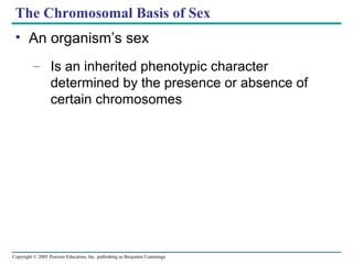 The Chromosomal Basis of Sex
• An organism’s sex
– Is an inherited phenotypic character
determined by the presence or absence of
certain chromosomes

Copyright © 2005 Pearson Education, Inc. publishing as Benjamin Cummings

 