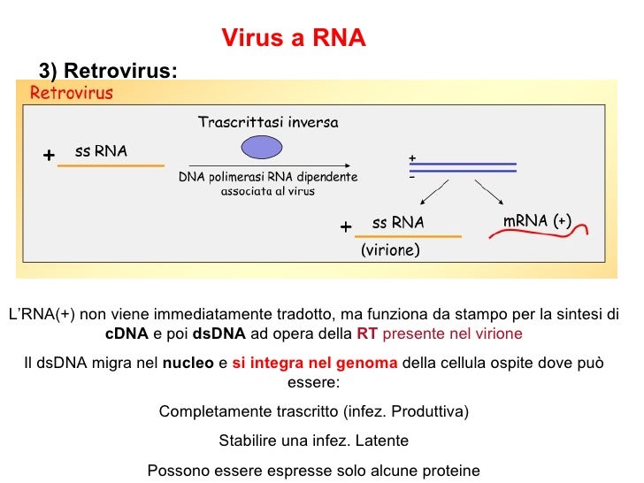 15 ciclo replicativo virus
